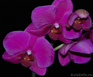 Орхидея в подарок ! - Изображение #9, Объявление #473351