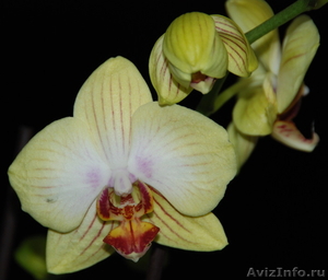 Орхидея в подарок ! - Изображение #2, Объявление #473351