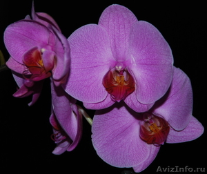 Орхидея в подарок ! - Изображение #6, Объявление #473351