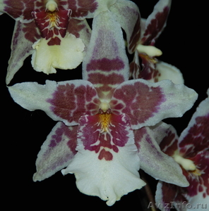 Орхидея в подарок ! - Изображение #4, Объявление #473351