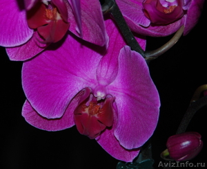 Орхидея в подарок ! - Изображение #3, Объявление #473351