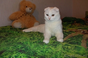 Шотландский вислоухий кот ждет кошечек на вязку. - Изображение #1, Объявление #521178