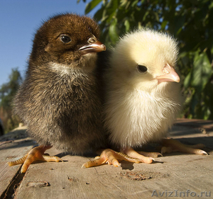 цыплята разных яичных пород - Изображение #2, Объявление #604792