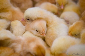 цыплята разных яичных пород - Изображение #1, Объявление #604792