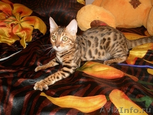 Бенгальская кошка - Изображение #2, Объявление #602969