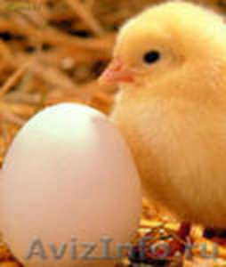 цыплята разных яичных пород - Изображение #3, Объявление #604792
