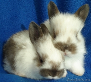 очаровательные карликовые крольчата - Изображение #1, Объявление #610748