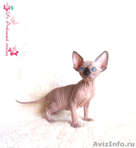 Красивые котята породы КАНАДСКИЙ СФИНКС - Изображение #3, Объявление #667530