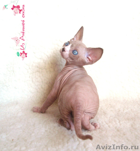 Красивые котята породы КАНАДСКИЙ СФИНКС - Изображение #1, Объявление #667530