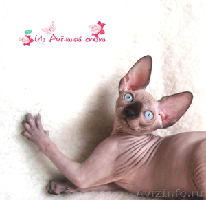 Красивые котята породы КАНАДСКИЙ СФИНКС - Изображение #2, Объявление #667530