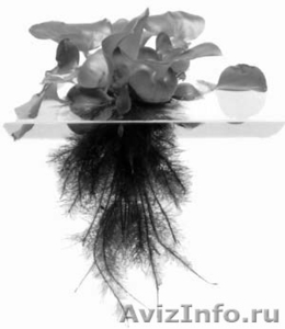 Растение водоема-Эйхорния- водяной гиацинт - Изображение #1, Объявление #709335