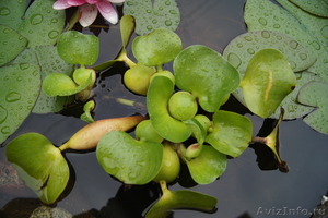 Растение водоема-Эйхорния- водяной гиацинт - Изображение #2, Объявление #709335