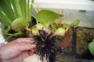 Растение водоема-Эйхорния- водяной гиацинт - Изображение #3, Объявление #709335