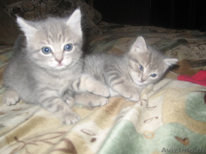 продаю двух котят британской породы - Изображение #3, Объявление #1188310