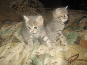 продаю двух котят британской породы - Изображение #4, Объявление #1188310