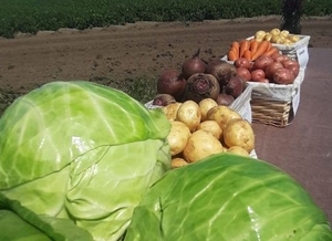 Отборные картошка, морковь, свекла, капуста и другие овощи от поставщика - Изображение #1, Объявление #1727663