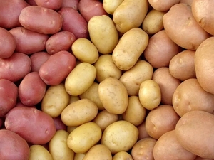 Продажа картофеля мелким и крупным оптом в Алтайском крае и по всей России - Изображение #1, Объявление #1727292