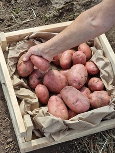 11 сортов отборного картофеля в Барнауле от поставщика - Изображение #1, Объявление #1728598
