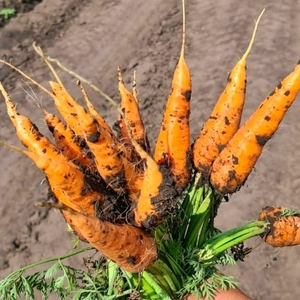 Лучшие сорта моркови мелким и крупным оптом в Барнауле, Новоалтайске и Бийске - Изображение #1, Объявление #1728175